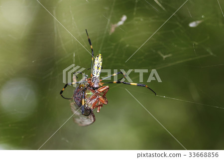 Spider 33668856
