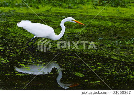 bird  33668857