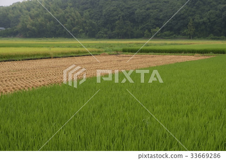 Paddy field photo material Paddy field photo material 33669286