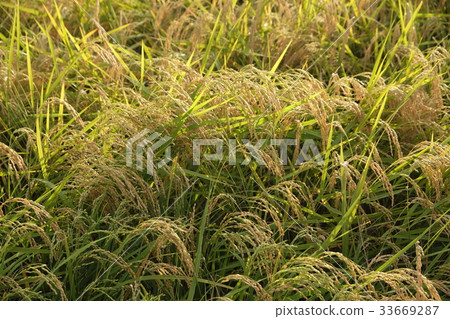 Inaho photo material Inaho photo material 33669287