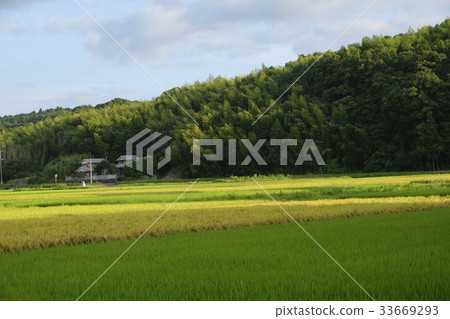 稻田風景照片素材 稻田風景照片素材 33669293