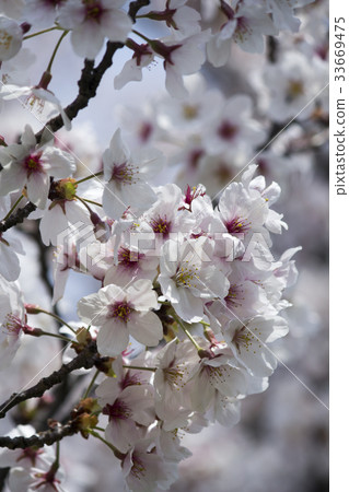 櫻花 33669475