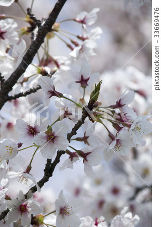 櫻花 33669476