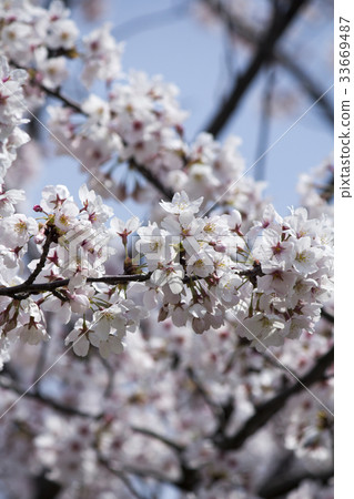 Cherry Blossoms Cherry Blossoms 33669487