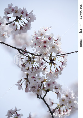 櫻花 櫻花 33669490