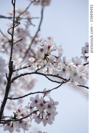 櫻花 櫻花 33669491