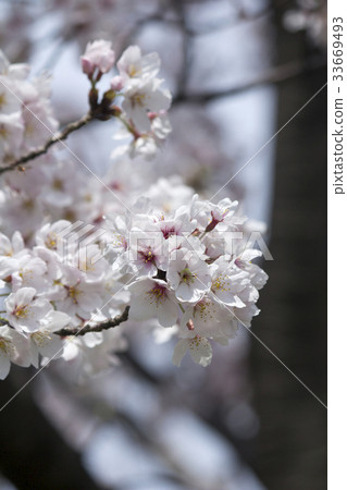 櫻花 櫻花 33669493
