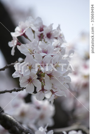 櫻花 櫻花 33669494