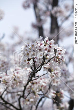櫻花 櫻花 33669497