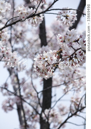 櫻花 櫻花 33669498