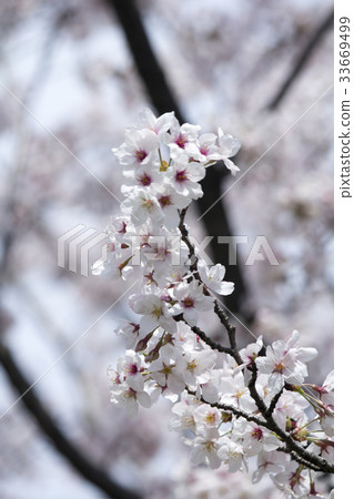 櫻花 櫻花 33669499