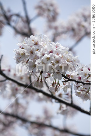 櫻花 櫻花 33669500