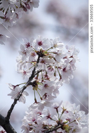 櫻花 櫻花 33669505