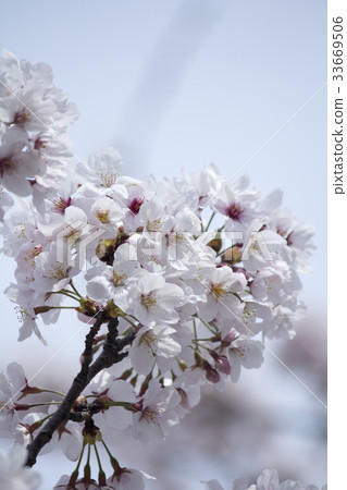 櫻花 33669506