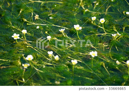 August Flower Mishimabaikamo buttercup family 05 33669865