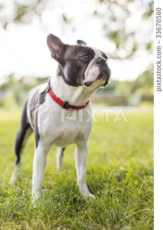 black and white Boston Terrier wearing a red 33670560