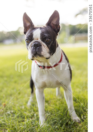 black and white Boston Terrier wearing a red 33670561