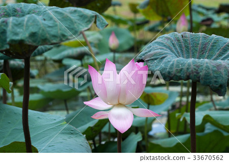 Lotus blossom 33670562