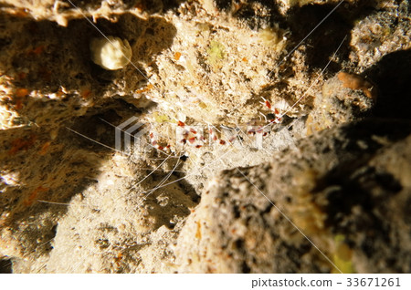 Otidome shrimp 33671261