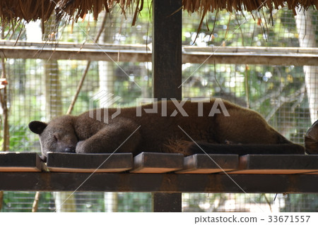 Tree climbing kangaroo 33671557