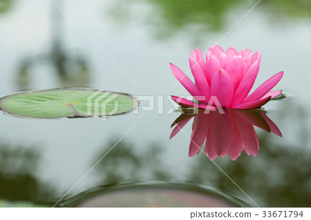 Pink waterlily 33671794