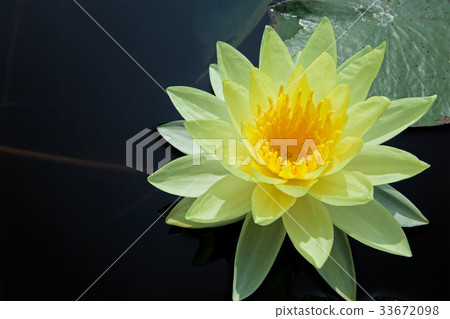 Yellow water lily Yellow water lily 33672098