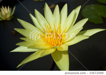 Yellow waterlily Yellow waterlily 33672099