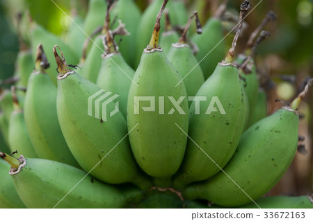 Green bananas 33672163