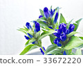 Autumn flower 33672220