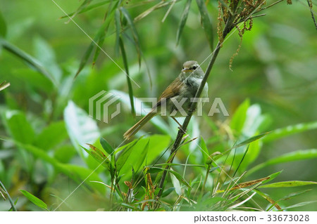 Uguusu Uguusu 33673028