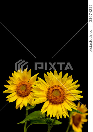 Sunflower flowers 33674232