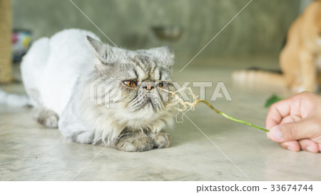 Gray striped Persian cat and a root of Indian acalypha. 33674744