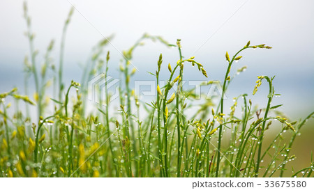 Fresh green grass 33675580