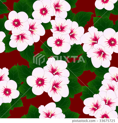 White Hibiscus syriacus - Rose of Sharon on Red White Hibiscus syriacus - Rose of Sharon on Red 33675725