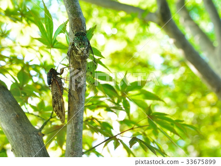 Min-min-gemi and Abrajimi 33675899