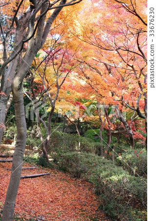 Autumn leaves garden Autumn leaves garden 33676230