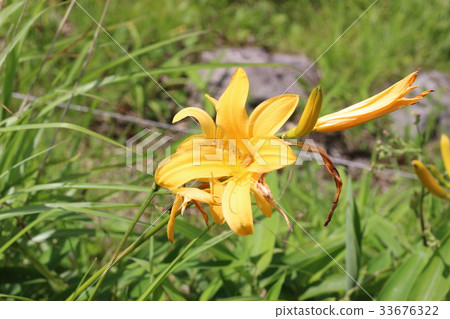 Yellow flower 33676322