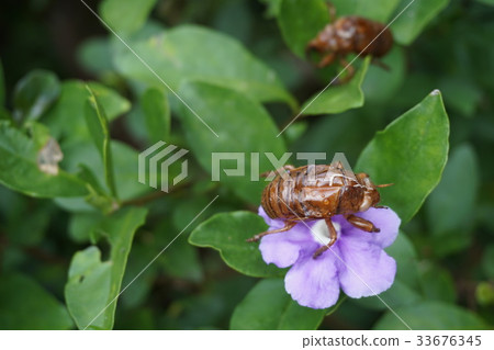 Half shell and pancake of semi 33676345