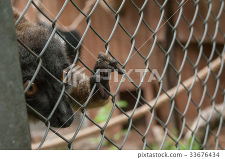 portrait of maki catta lemur in cage portrait of maki catta lemur in cage 33676434
