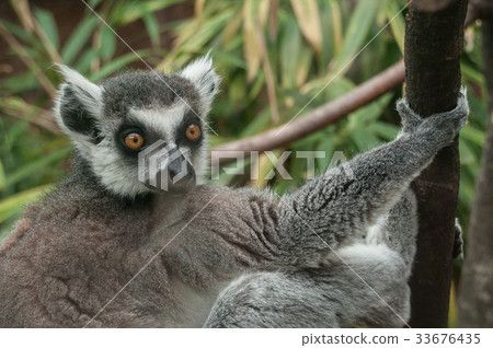 portrait of maki catta lemur 33676435