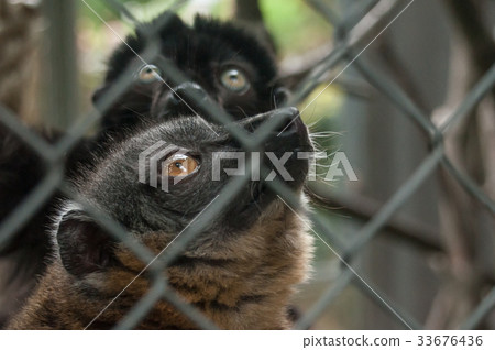 portrait of maki catta lemur in cage 33676436