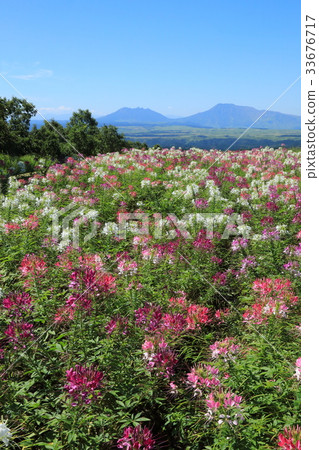 Cremeo field and Aso mountain Cremeo field and Aso mountain 33676717