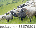 mountain scenery with sheeps in Carpathians 33676801