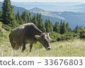 mountain scenery with cow in Carpathians 33676803