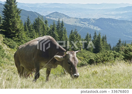 mountain scenery with cow in Carpathians 33676803