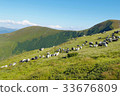 mountain scenery with sheeps in Carpathians 33676809