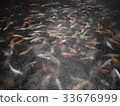Tibetan fish 33676999