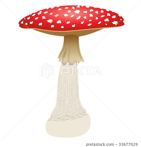 Fly agaric mushroom isolated on white 33677029