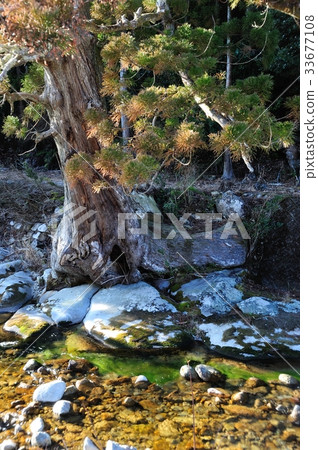 古河的小笠原 33677108