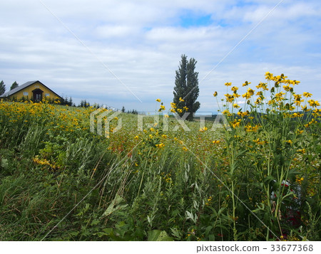 Superb view of Hokkaido 33677368